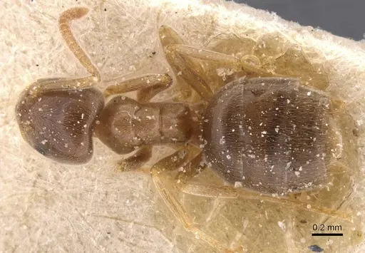 Bothriomyrmex corsicus specimen CASENT0911481 image casent0911481_1