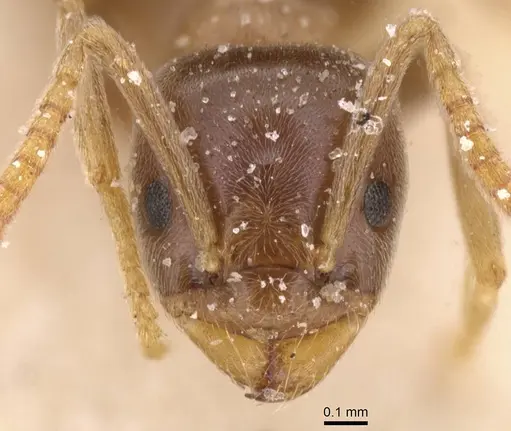Bothriomyrmex corsicus specimen CASENT0911481 image casent0911481_2