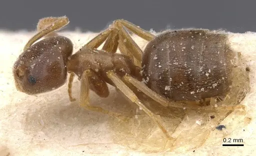 Bothriomyrmex corsicus specimen CASENT0911481 image casent0911481_3