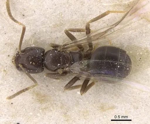 Bothriomyrmex corsicus specimen CASENT0911484 image casent0911484_1