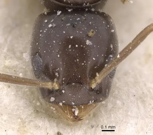 Bothriomyrmex corsicus specimen CASENT0911484 image casent0911484_2