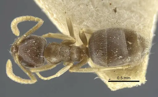 Bothriomyrmex corsicus specimen CASENT0917119 image casent0917119_1