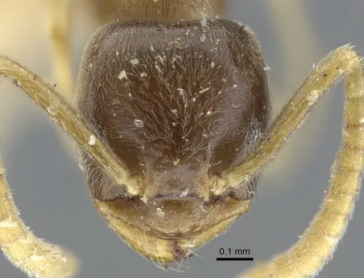 Bothriomyrmex corsicus specimen CASENT0917119 image casent0917119_2