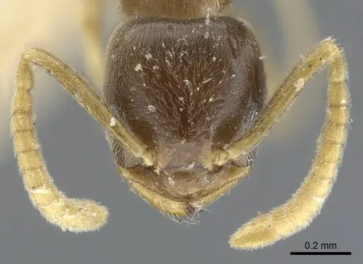 Bothriomyrmex corsicus specimen CASENT0917119 image casent0917119_3