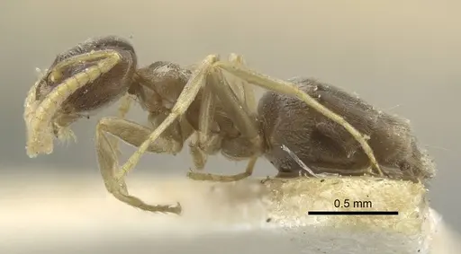 Bothriomyrmex corsicus specimen CASENT0917119 image casent0917119_4