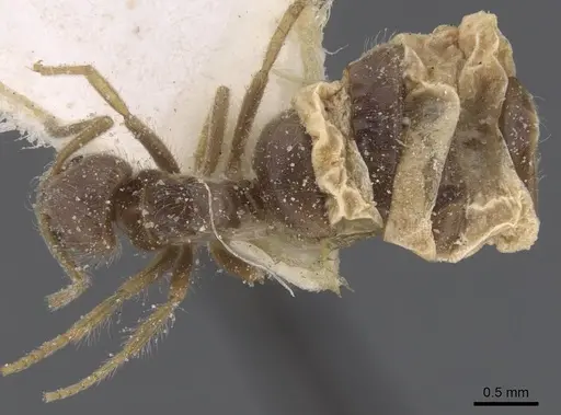 Bothriomyrmex crosi specimen CASENT0911473 image casent0911473_1