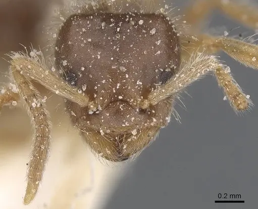 Bothriomyrmex crosi specimen CASENT0911473 image casent0911473_2