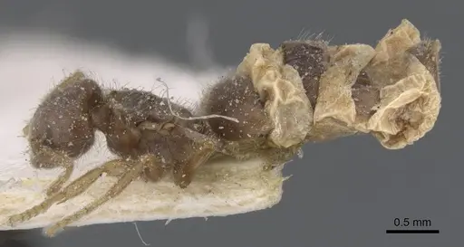 Bothriomyrmex crosi specimen CASENT0911473 image casent0911473_3