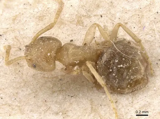 Bothriomyrmex crosi specimen CASENT0911474 image casent0911474_1