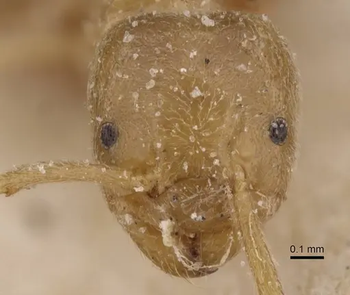 Bothriomyrmex crosi specimen CASENT0911474 image casent0911474_2