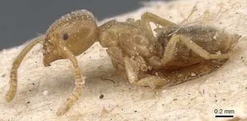Bothriomyrmex crosi specimen CASENT0911474 image casent0911474_3