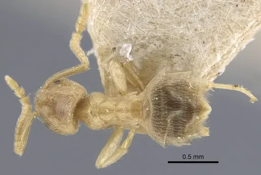Bothriomyrmex crosi specimen CASENT0917110 image casent0917110_1