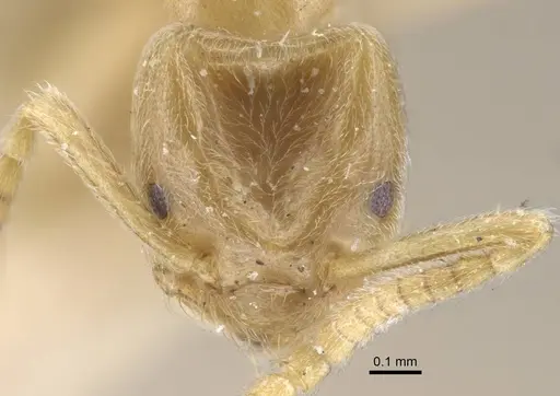 Bothriomyrmex crosi specimen CASENT0917110 image casent0917110_2