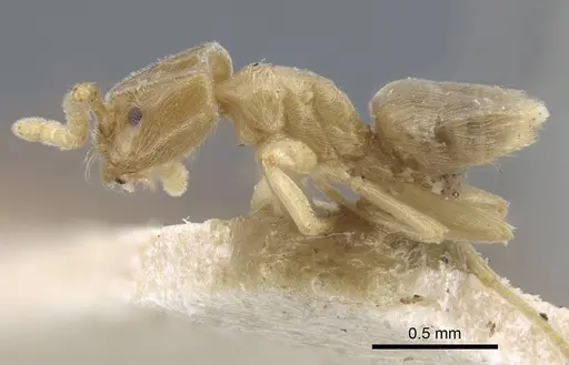 Bothriomyrmex crosi specimen CASENT0917110 image casent0917110_3