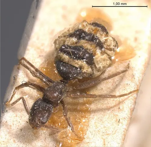 Bothriomyrmex cuculus specimen ANTWEB1008369 image antweb1008369_1