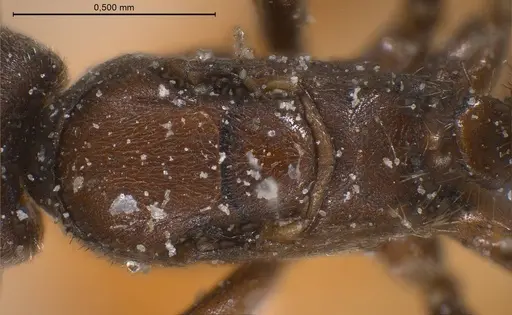 Bothriomyrmex cuculus specimen ANTWEB1008369 image antweb1008369_2