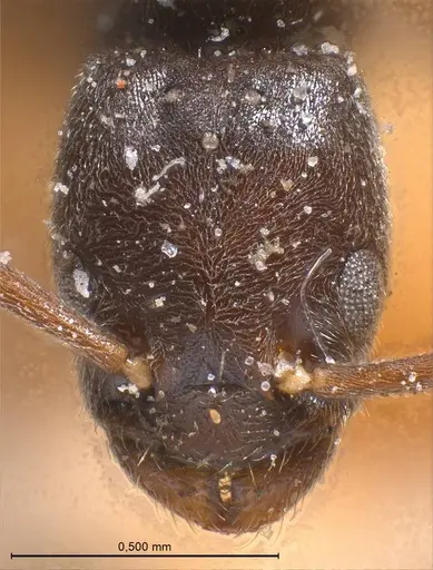 Bothriomyrmex cuculus specimen ANTWEB1008369 image antweb1008369_3