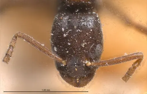 Bothriomyrmex cuculus specimen ANTWEB1008369 image antweb1008369_4