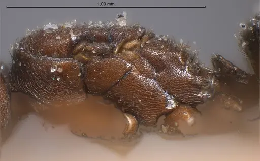 Bothriomyrmex cuculus specimen ANTWEB1008369 image antweb1008369_6
