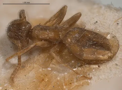 Bothriomyrmex cuculus specimen ANTWEB1008370 image antweb1008370_1