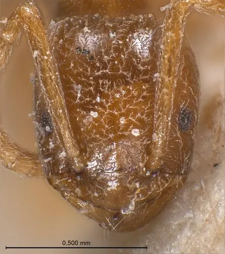 Bothriomyrmex cuculus specimen ANTWEB1008370 image antweb1008370_2