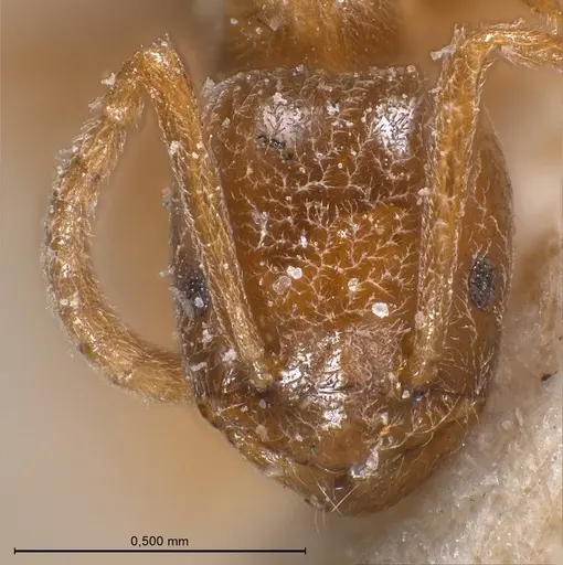 Bothriomyrmex cuculus specimen ANTWEB1008370 image antweb1008370_3