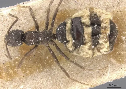 Bothriomyrmex cuculus specimen CASENT0911475 image casent0911475_1