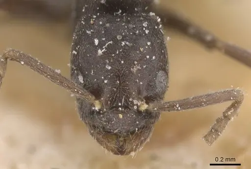 Bothriomyrmex cuculus specimen CASENT0911475 image casent0911475_2