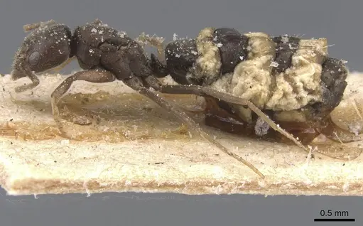 Bothriomyrmex cuculus specimen CASENT0911475 image casent0911475_3
