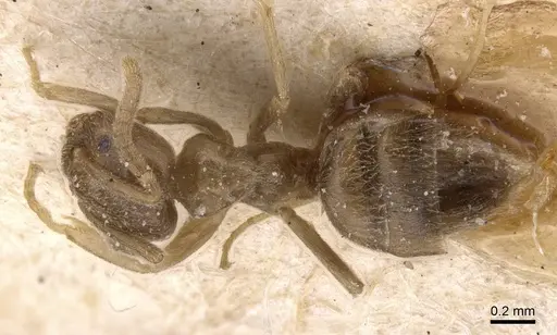 Bothriomyrmex cuculus specimen CASENT0911476 image casent0911476_1