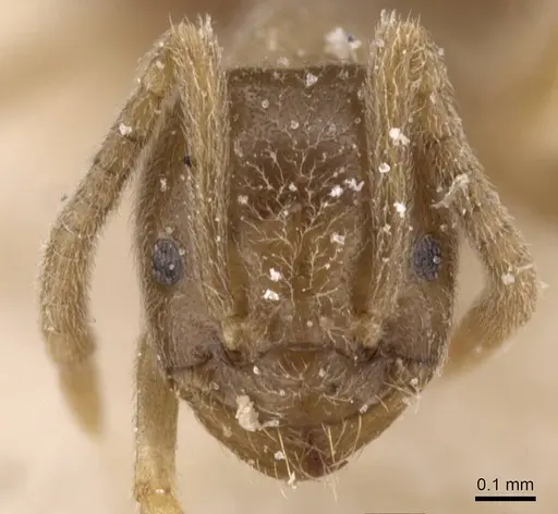 Bothriomyrmex cuculus specimen CASENT0911476 image casent0911476_2