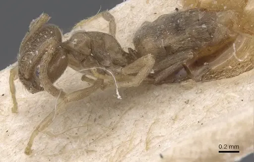 Bothriomyrmex cuculus specimen CASENT0911476 image casent0911476_3