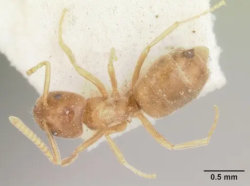 Bothriomyrmex decapitans specimen CASENT0103283 image casent0103283_1