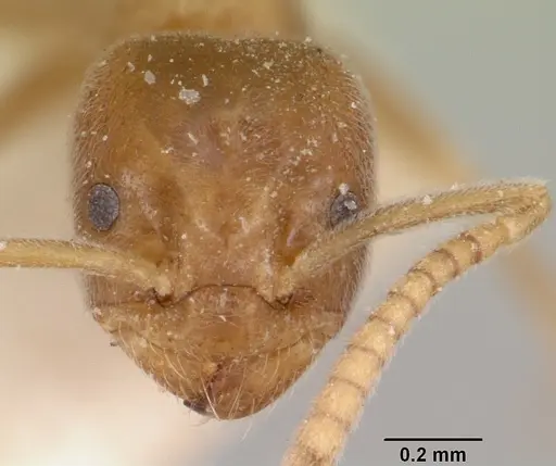 Bothriomyrmex decapitans specimen CASENT0103283 image casent0103283_2
