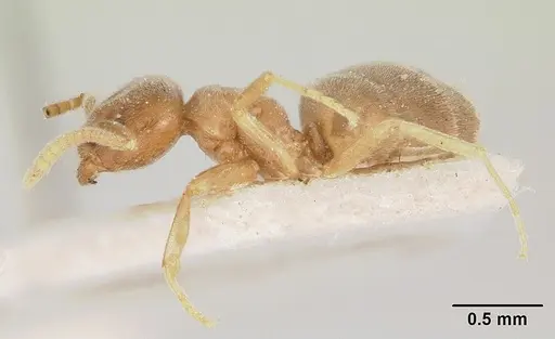 Bothriomyrmex decapitans specimen CASENT0103283 image casent0103283_3