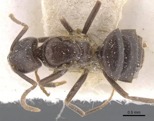 Bothriomyrmex decapitans specimen CASENT0911477 image casent0911477_1