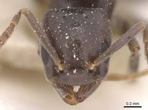 Bothriomyrmex decapitans specimen CASENT0911477 image casent0911477_2