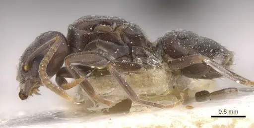 Bothriomyrmex decapitans specimen CASENT0911477 image casent0911477_3