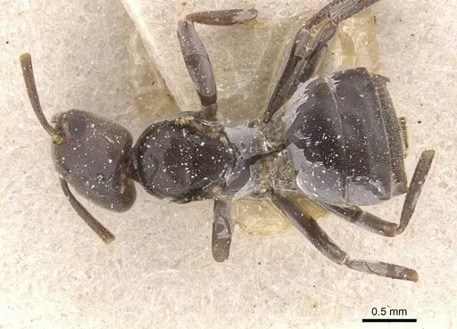 Bothriomyrmex decapitans specimen CASENT0911478 image casent0911478_1