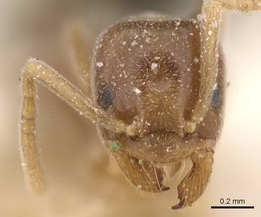 Bothriomyrmex decapitans specimen CASENT0911478 image casent0911478_2