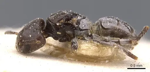 Bothriomyrmex decapitans specimen CASENT0911478 image casent0911478_3
