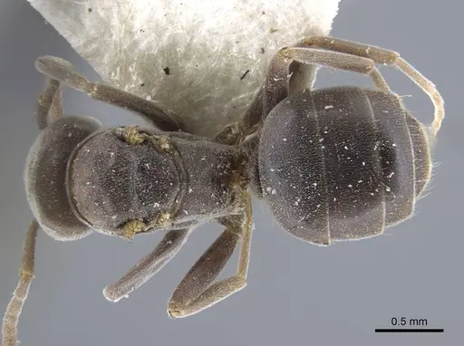 Bothriomyrmex decapitans specimen CASENT0917111 image casent0917111_1