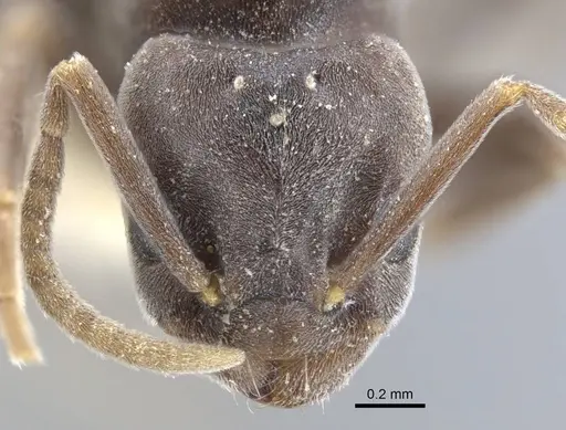 Bothriomyrmex decapitans specimen CASENT0917111 image casent0917111_2