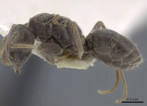 Bothriomyrmex decapitans specimen CASENT0917111 image casent0917111_3