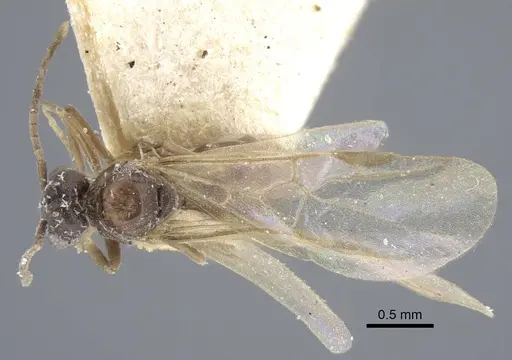Bothriomyrmex decapitans specimen CASENT0917112 image casent0917112_1