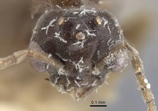 Bothriomyrmex decapitans specimen CASENT0917112 image casent0917112_2