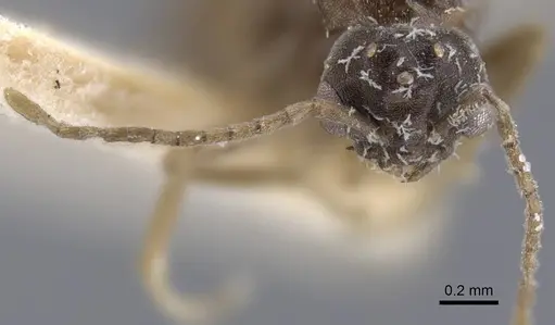 Bothriomyrmex decapitans specimen CASENT0917112 image casent0917112_3