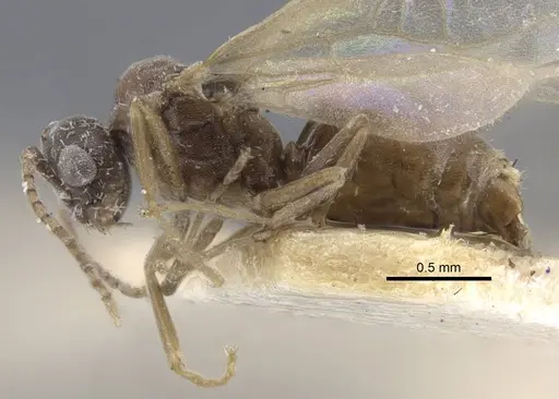 Bothriomyrmex decapitans specimen CASENT0917112 image casent0917112_4