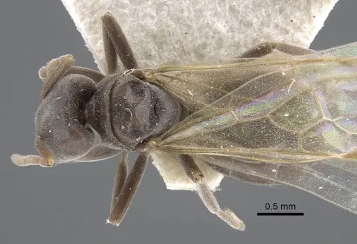 Bothriomyrmex decapitans specimen CASENT0917113 image casent0917113_1