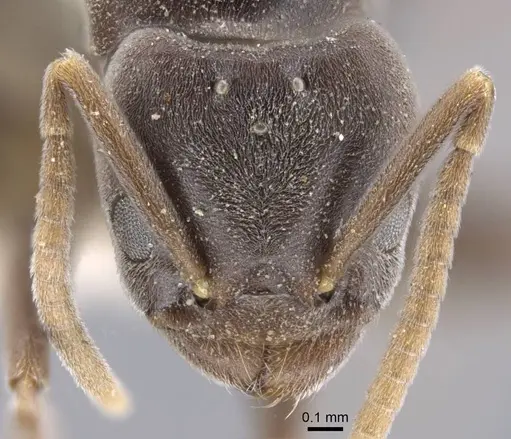 Bothriomyrmex decapitans specimen CASENT0917113 image casent0917113_2